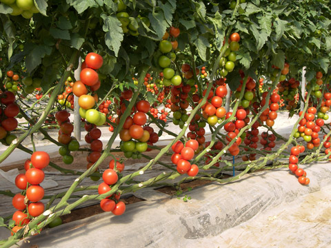 La variedad 74-208 RZ, en tomate ramo, ser una de las novedades que Rijk Zwaan presente en ExpoLevante