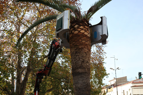 El Ecoring acta eliminando a los insectos por hipertermia al elevar la temperatura de la palmera hasta los 70 grados