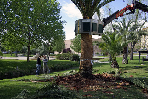 Un equipo de Ecopalm Iberia realizando trabajos en palmeras con el mtodo Ecoring