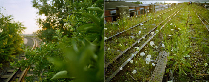 La vegetacin del 'High Line' rinde homenaje a las plantas silvestres que colonizaron la va frrea abandonada, antes de su reutilizacin...