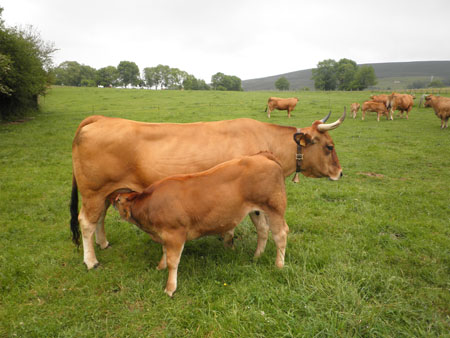 El sector ganadero asturiano apuesta por la produccin de carne de calidad diferenciada, amparada por una I.G.P...