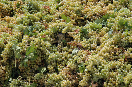 Durante el pasado ejercicio, la produccin mundial de vino (excluyendo zumos y mostos de uva) fue de 265...
