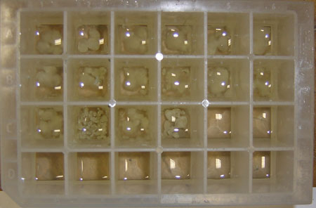 Cultivos de hongo Penicillium citrinum en los experimentos de fermentacin para obtener el extracto enzimtico