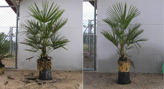 Foto 2: Macetas de Trachicarpus fortunei cultivadas en maceta redonda (izquierda) y air-pot (derecha)...