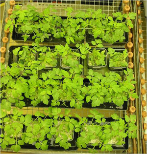 Figura 2. Plantas de tomate creciendo en perlita inoculados o no (control) con: el patgeno Fusarium oxysporum f.sp...