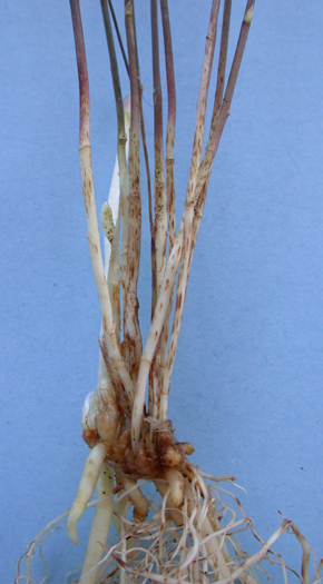 Foto 4: Planta de esprrago mostrando necrosis en el rizoma y en la base de los tallos a los dos meses de la inoculacin con F. proliferatum...