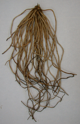 Foto 5: Garra de esprrago afectada por la Podredumbre de rizomas y races