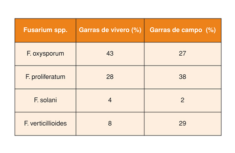 Tabla 1: Incidencia de 'Fusarium spp.' en garras de vivero y de campo