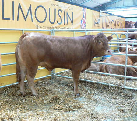 Ejemplares de la raza Limousin