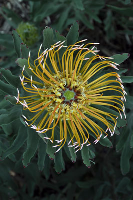 En 2004, el Reino Floral del Cabo, incluyendo Kirstenbosch, fue declarada por la UNESCO Patrimonio de la Humanidad.(2)