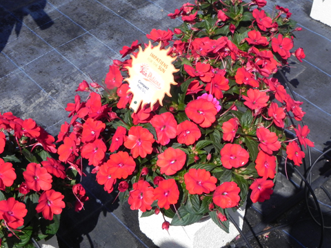 SunPatiens Compact Xarxa destaca per un port excepcional i un intens color vermell en les seves flors