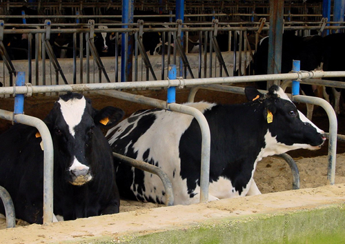 Los ganaderos de las granjas lecheras de Galicia deben destinar prcticamente el 40% del valor de la produccin de cada de una de sus vacas a pagar...