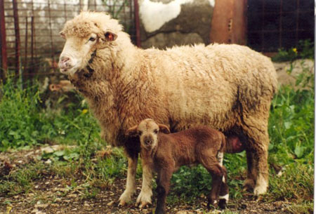 Una de las razas autctonas ms conocidas de Andaluca, la oveja merina de Grazalema...