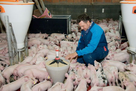 Jaume Bernis en su explotacin porcina, donde tiene salas de maternidad y tambin de destete. Foto: JARC