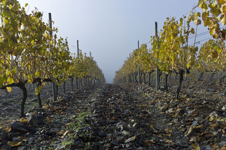 Viedo de variedad Godello Valdesil