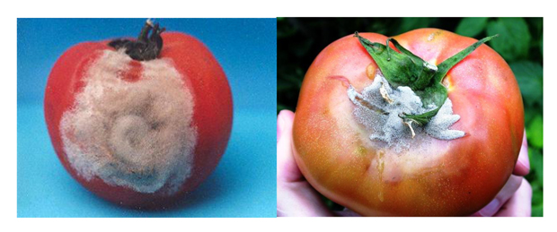 Figura 1: Podredumbre gris ocasionada por Botrytis cinerea sobre frutos de tomate