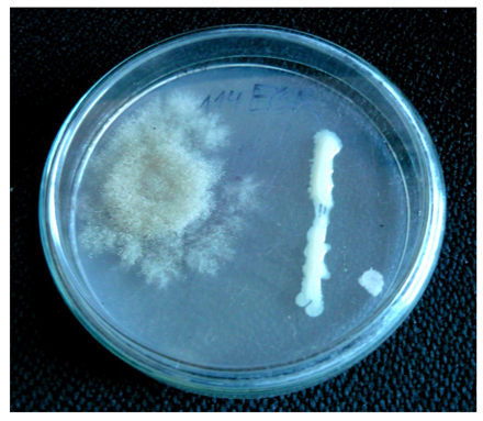 Figura 2: Tcnica de cultivo dual mostrando la interaccin entre 'Botrytis cinerea' y 'Candida pelliculosa'
