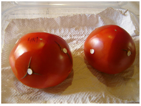 Figura 3: Bioensayo de control de Botrytis cinerea sobre frutos de tomate con hongos filamentosos antagonistas