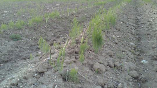 Figura 1: Contaminacin con semilla de esprrago generada por las plantas hembra de una parcela en cultivo