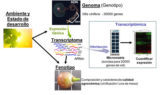 Figura 1: Esquema de la aplicacin de la transcriptmica para estudiar el efecto de las condiciones ambientales sobre la maduracin de la uva...