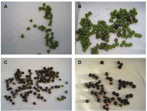 Figura 2: Bayas de Tempranillo clasificadas empleando una serie de soluciones de NaCl...