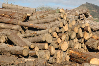 La oferta de madera en rollo tender a mantenerse prcticamente constante