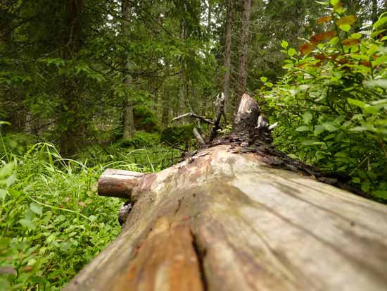 Esta herramienta facilita la comunicacin entre los propietarios de bosques donde hay programados aprovechamientos madereros y los agentes...