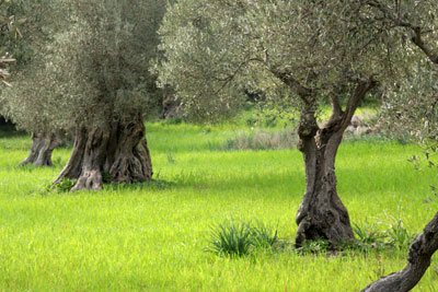 La obtencin de un aceite ecolgico certificado como tal comienza en el propio olivo. Se evita el uso de productos qumicos de sntesis...