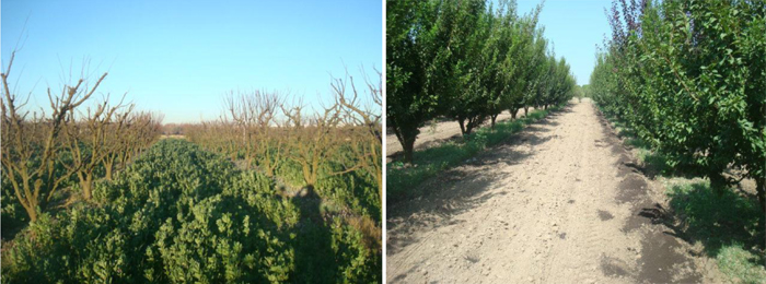 Figura 1: La fertilizacin de la parcela ecolgica ha consistido en la siembra y enterrado de cubiertas vegetales de leguminosas (izq...