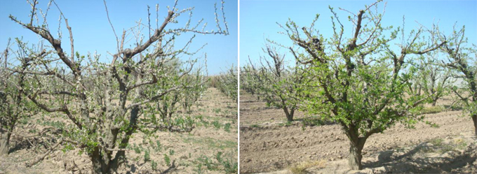 Figura 6: La floracin y brotacin de las primeras hojas se ve ligeramente retrasada en la parcela ecolgica (izq...