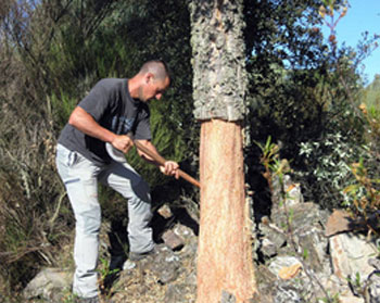 Curso de descorche impartido por Iprocor en Muelas del Pan (Zamora)
