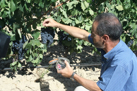 Segundo control de maduracin de la uva en el campo riojano. Foto: DOCa Rioja