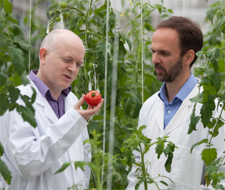 Los profesores Graham Seymour y Gerard Bishop en un invernadero. Foto: Universidad de Nottingham