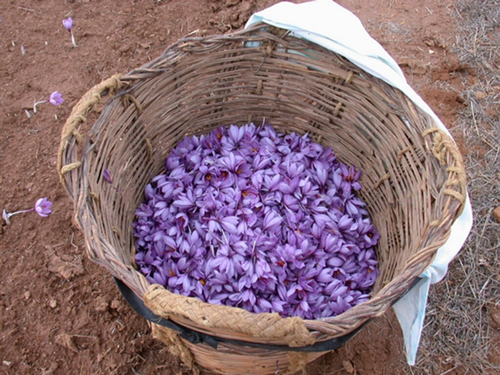 Para obtener un kilo de azafrn se necesitan 250.000 flores, flores que tienen un tamao de uno 10 cm como mximo