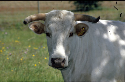 La Blanca Cacerea es una de las razas autctonas amparadas por la IGP 'Ternera de Extremadura'