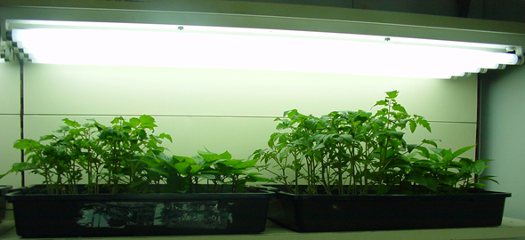 Figura 3: Ensayo de crecimiento de plantones de pimiento y tomate sembrados al mismo tiempo e idnticas condiciones...