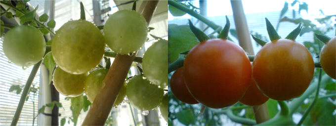 Figura 5: Diferencia en el grado de maduracin de tomates de dos plantas sembradas simultneamente y en idnticas condiciones...