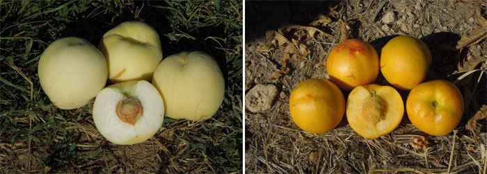 Dos muestras de innovacin varietal. A la izquierda, variedad de melocotn 'Ice Peach' y a la derecha, variedad 'Maria Dorata'...