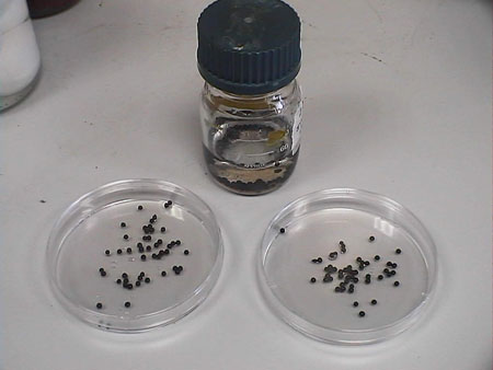 Imagen de los ITTs microbiolgicos; esporas bacterianas de concentracin y termorresistencia conocidas que permiten la validacin de tratamientos...