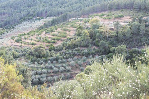 Paisaje de olivares abancalados Herguijuela de la Sierra baja. Fuente: Soleae