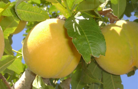 Producto de temporada, el melocotn amarillo