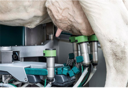 Mdulo de puesto de ordeo Gea DairyProQ: ordeo continuo y completamente automtico