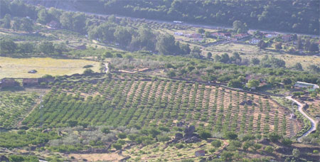 Plantacin de cerezos en el Valle del Jerte donde se lleva a cabo el ensayo