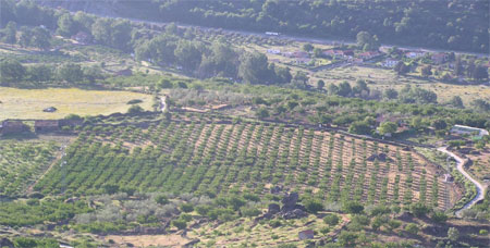 Plantaci de cirerers a la Vall del Jerte on es duu a terme l'assaig