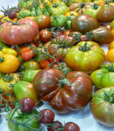 Foto 1: Diversidad de frutos de tomate