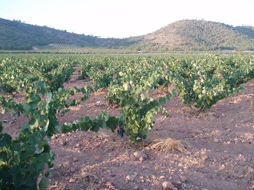 Las peculiaridades del clima de Jumilla hacen que sea el lugar adecuado para el cultivo de la variedad de uva Monastrell...