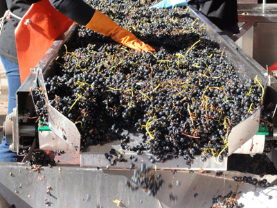 La produccin vincola genera diferentes tipos de residuos con altos contenidos en compuestos biodegradables