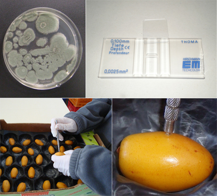 Foto 2: Metodologa utilizada para la inoculacin artificial de dtiles con una suspensin de esporas de Penicillium expansum. A (arriba izq...
