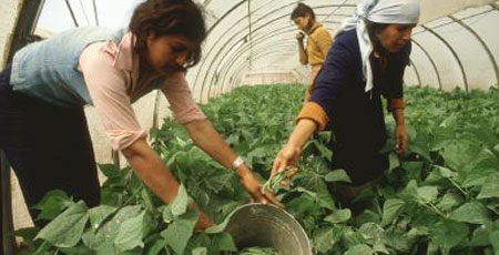 Mujeres en invernadero. Foto: MAGRAMA