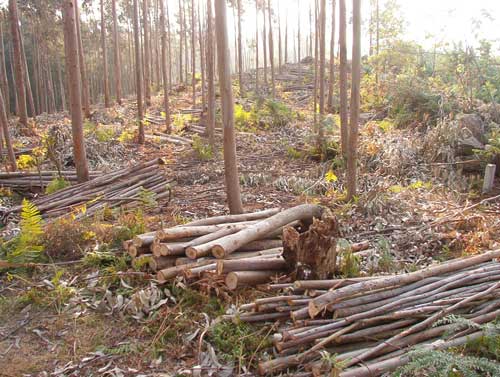 Actualmente, la mayor parte de los residuos forestales procede de cortas finales